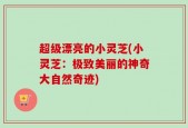 超级漂亮的小灵芝(小灵芝：极致美丽的神奇大自然奇迹)