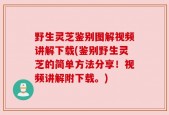 野生灵芝鉴别图解视频讲解下载(鉴别野生灵芝的简单方法分享！视频讲解附下载。)