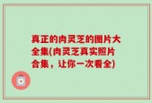 真正的肉灵芝的图片大全集(肉灵芝真实照片合集，让你一次看全)