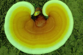 灵芝孢子粉对胃病有调理作用吗？胃病患者的福音