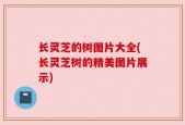 长灵芝的树图片大全(长灵芝树的精美图片展示)