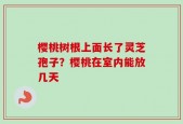 樱桃树根上面长了灵芝孢子？樱桃在室内能放几天