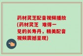 药材灵芝配音视频播放(药材灵芝  难得一见的长寿丹，精美配音视频震撼呈现)