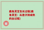 鹿角灵芝生长过程(鹿角灵芝：从孢子到成熟的全过程)
