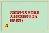 灵芝栽培照片真实图集大全(灵芝栽培全过程照片展示)
