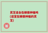 灵芝适合在顺德种植吗(适宜在顺德种植的灵芝)