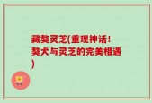 藏獒灵芝(重现神话！獒犬与灵芝的完美相遇)