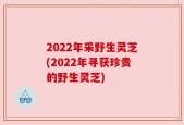 2022年采野生灵芝(2022年寻获珍贵的野生灵芝)