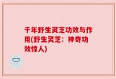 千年野生灵芝功效与作用(野生灵芝：神奇功效惊人)