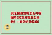 灵芝回潮发霉怎么办呢图片(灵芝发霉怎么拯救？—有效方法指南)