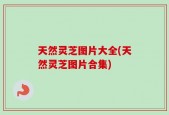 天然灵芝图片大全(天然灵芝图片合集)