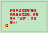 野生乐溪灵芝草(乐溪现现野生灵芝草，被赞草本 “仙草”，价值惊人！