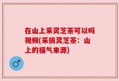 在山上采灵芝茶可以吗视频(采摘灵芝茶：山上的福气来源)