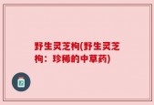 野生灵芝枸(野生灵芝枸：珍稀的中草药)