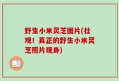 野生小米灵芝图片(壮观！真正的野生小米灵芝照片现身)