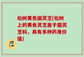 松树黄色圆灵芝(松树上的黄色灵芝属于圆灵芝科，具有多种药用价值)