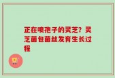 正在喷孢子的灵芝？灵芝菌包菌丝发育生长过程