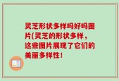 灵芝形状多样吗好吗图片(灵芝的形状多样，这些图片展现了它们的美丽多样性！