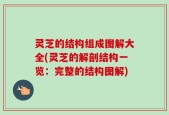 灵芝的结构组成图解大全(灵芝的解剖结构一览：完整的结构图解)