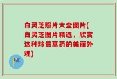 白灵芝照片大全图片(白灵芝图片精选，欣赏这种珍贵草药的美丽外观)
