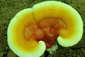 中国哪里产的灵芝孢子粉最好？看看你买对了吗