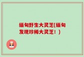 缅甸野生大灵芝(缅甸发现珍稀大灵芝！)