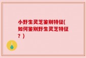 小野生灵芝鉴别特征(如何鉴别野生灵芝特征？)