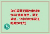 白蛇采灵芝图片素材无水印(清新自然，灵芝采摘，分享白蛇采灵芝的美妙时光)