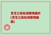 灵芝三萜检测原理图片(灵芝三萜检测原理图解)