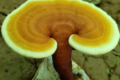 灵芝孢子粉是治什么病的？简直是这些朋友的福音！