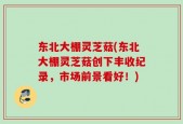 东北大棚灵芝菇(东北大棚灵芝菇创下丰收纪录，市场前景看好！)