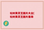 松树黄灵芝图片大全(松树黄灵芝图片集锦