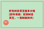 野生树舌灵芝值多少钱(野外采摘：挖到树舌灵芝，一发财就到手)