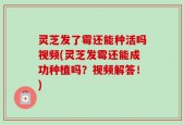 灵芝发了霉还能种活吗视频(灵芝发霉还能成功种植吗？视频解答！)