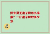 野生灵芝孢子粉怎么采集？一斤孢子粉放多少水