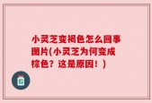 小灵芝变褐色怎么回事图片(小灵芝为何变成棕色？这是原因！)
