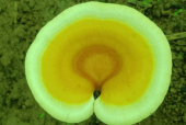 灵芝孢子粉的功效与作用有哪些？不会还有人不知道？