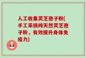 人工收集灵芝孢子粉(手工采摘纯天然灵芝孢子粉，有效提升身体免疫力)