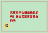 灵芝孢子生根是绿色的吗？野生灵芝背面是白的吗
