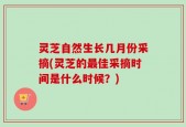 灵芝自然生长几月份采摘(灵芝的最佳采摘时间是什么时候？)