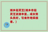 湘乡菇灵芝(湘乡市菇灵芝资源丰富，成长势头良好，引来外地采摘者。)