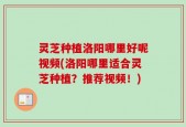 灵芝种植洛阳哪里好呢视频(洛阳哪里适合灵芝种植？推荐视频！)