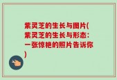 紫灵芝的生长与图片(紫灵芝的生长与形态：一张惊艳的照片告诉你)