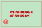 灵芝好看照片图片(美丽的灵芝照片展示)
