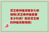 灵芝棒种植周期多久啊视频(灵芝棒种植需要多少时间？教你灵芝棒的种植周期视频)