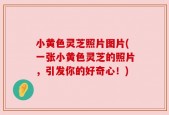 小黄色灵芝照片图片(一张小黄色灵芝的照片，引发你的好奇心！)