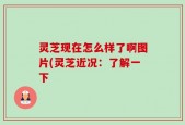 灵芝现在怎么样了啊图片(灵芝近况：了解一下