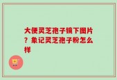 大便灵芝孢子镜下图片？象记灵芝孢子粉怎么样