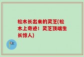 松木长出来的灵芝(松木上奇迹！灵芝顶端生长惊人)