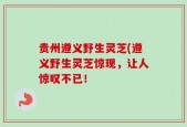 贵州遵义野生灵芝(遵义野生灵芝惊现，让人惊叹不已！
